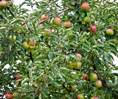 Red apples on apple tree branch