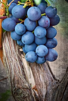 ripening grape clusters on the vine