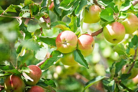 Red apples on apple tree branch