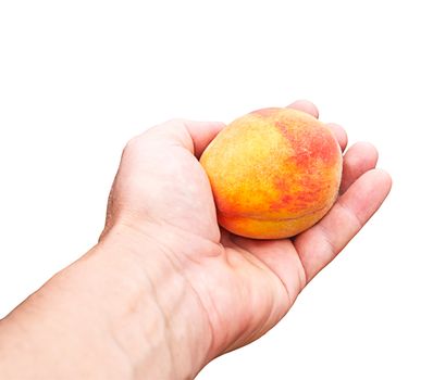 peach in a hand on a white background