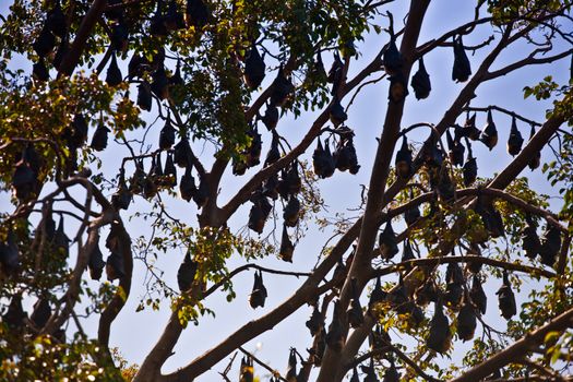 Bats hanging in a tree roosting during the day before going out foraging at night