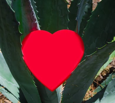 Heart shape on prickly tropical plant - holiday concept