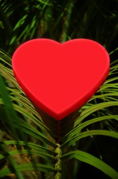 Heart shape on a palm leaf- holiday concept