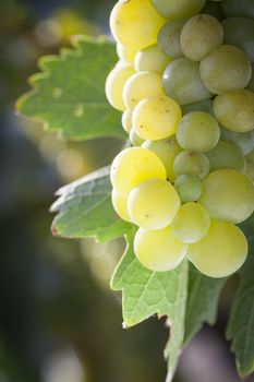 Beautiful Lush White Grape Bushels Vineyard in The Morning Sun