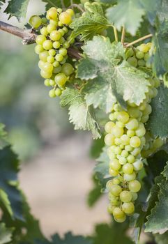 Beautiful Lush White Grape Bushels Vineyard in The Morning Sun