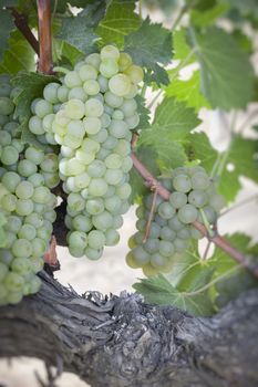 Beautiful Lush White Grape Bushels Vineyard in The Morning Sun