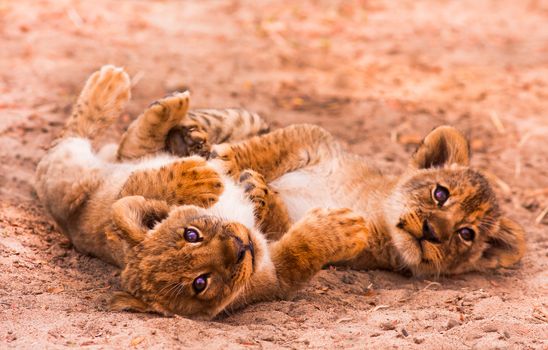 Cute Lion Cubs Playing in the Sand
