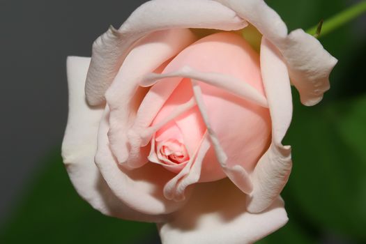 white pink rose and green leaves on gray and green background