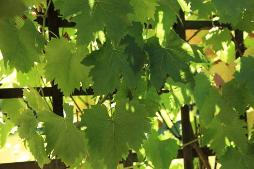 Botanical background of a leafy green grapevine growing on a trellis lattice in a garden or winery with detail of the leaves