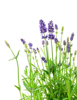a bunch of lavender flowers on a white background