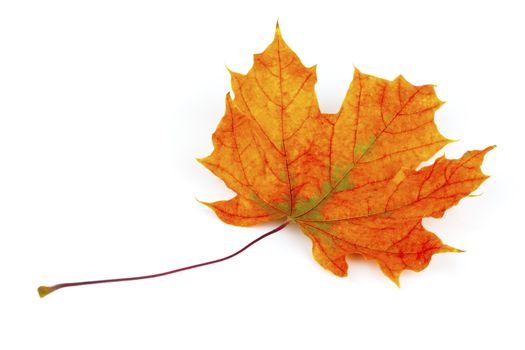 autumn maple leaf isolated on white background