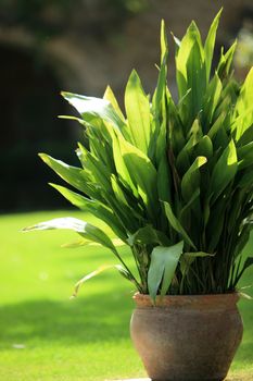 Large pot plant in a terracotta container growing in a garden with a neat green lawn behind