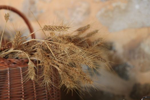 Close up with shallow dof of ears of ripe harvested wheat in a wicker basket