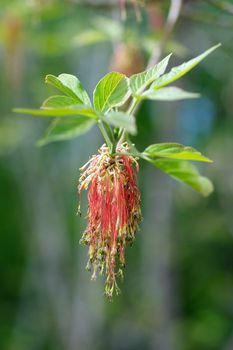 Red Plant Catkins on Green Leaves background closeup