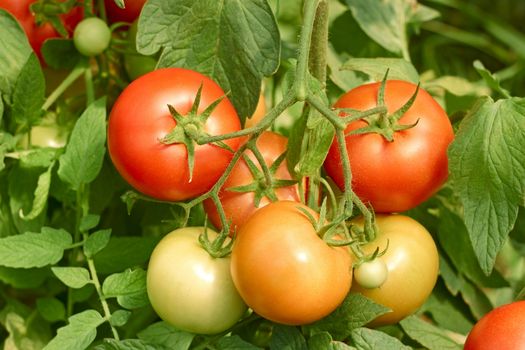 Bunch of tomatoes which ripens in the greenhouse close up