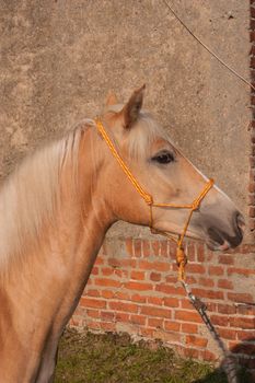 Chestnut is a hair coat color of horses consisting of a reddish-to-brown coat with a mane and tail the same or lighter in color than the coat.