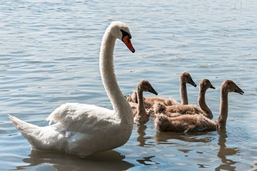 Swan family on a lake in sunlight.