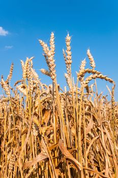 Wheat field with blue sky in background (vertical)