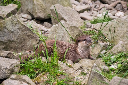 Oriental small-clawed otter among the rocks.