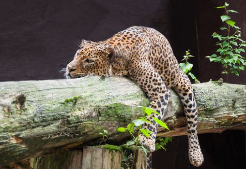 Sri Lankan leopard laying on tree.