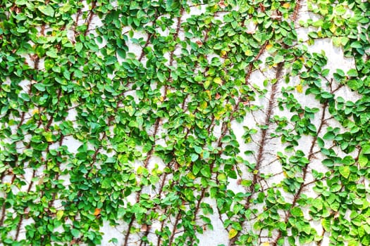 Green leaves background and texture