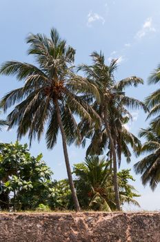 Tropical coconut palms with ripening fruits, Sri Lanka.
