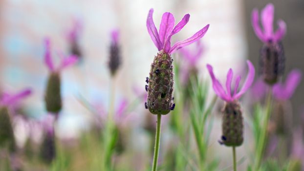 Lavender Lilac Flowers 