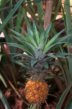 Fresh, ripening pineapple in farm. Healthy tropical fruit.