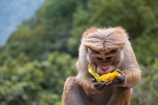 Toque macaque is eating banana and showing finger.