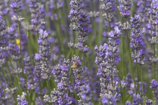 Lavender Lilac Flowers in a Field With the sun Shining Down Lavandula Angustifolia