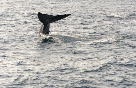 Whale tail, Indian Ocean, Sri Lanka
