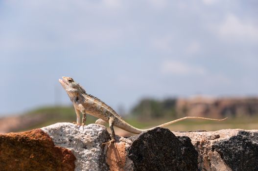 Lizard on the rocks in Galle, Sri Lanka