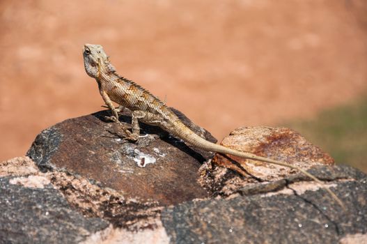 Lizard on the rocks in Galle, Sri Lanka