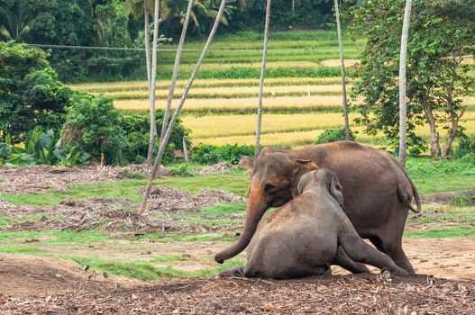 Elephants in Pinnawela Elephant Orphanage, Sri Lanka