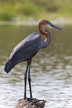 Goliath Heron at Lake Panic in the Kruger National Park, South Africa