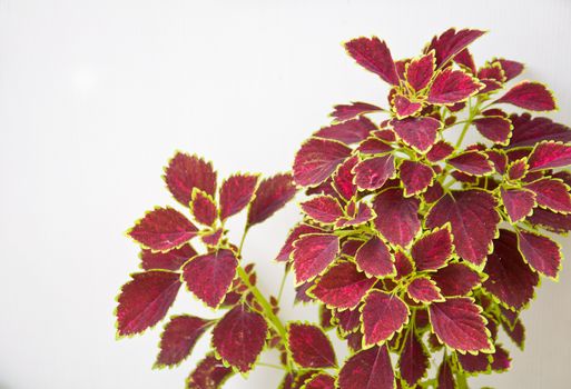 painted nettle leaf on white background