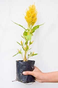 yellow cokscomb on white background