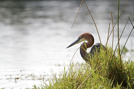 Goliath Heron at Lake Panic in the Kruger National Park, South Africa