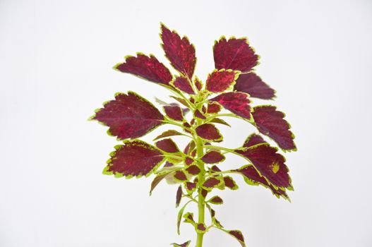 painted nettle leaf on white background