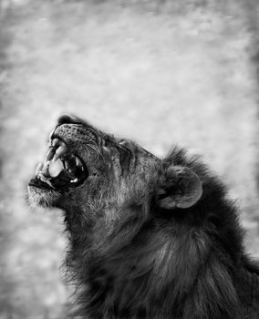 Black and Wite image of a Lion Displaying Teeth