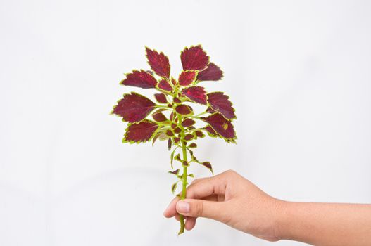 painted nettle leaf on white background