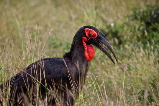 Southern Ground Hornbill Bucorvus Leadbeateri South Africa