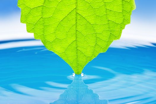 Green succulent leaves for the water