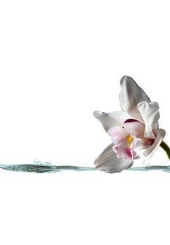 white orchid flower and stream of water for spa background