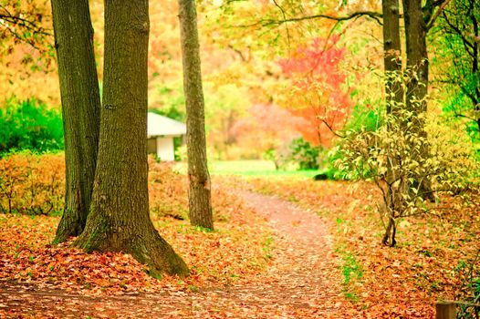 Path in the autumn park scattered with fallen leaves