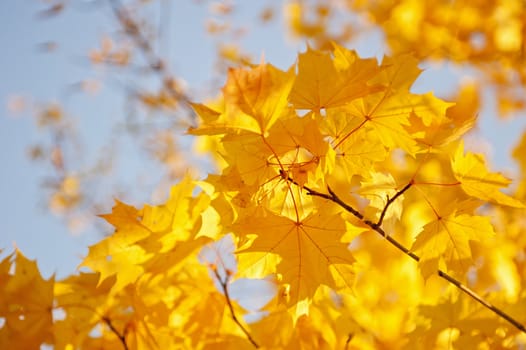 Yellow maple leaves against the sky