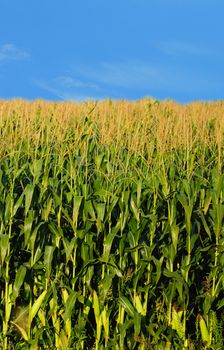 beautiful farm and country landscape of corn