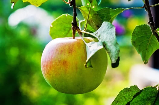 Ripe apple on a branch