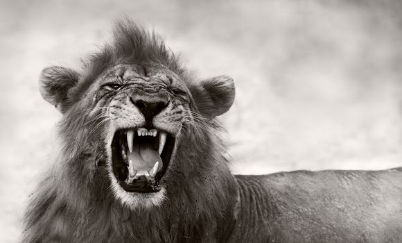 Wild African Male Lion Growling and Showing Dangerous Teeth