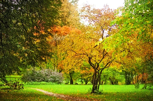 A tree with yellowing leaves on the background of a small clearing